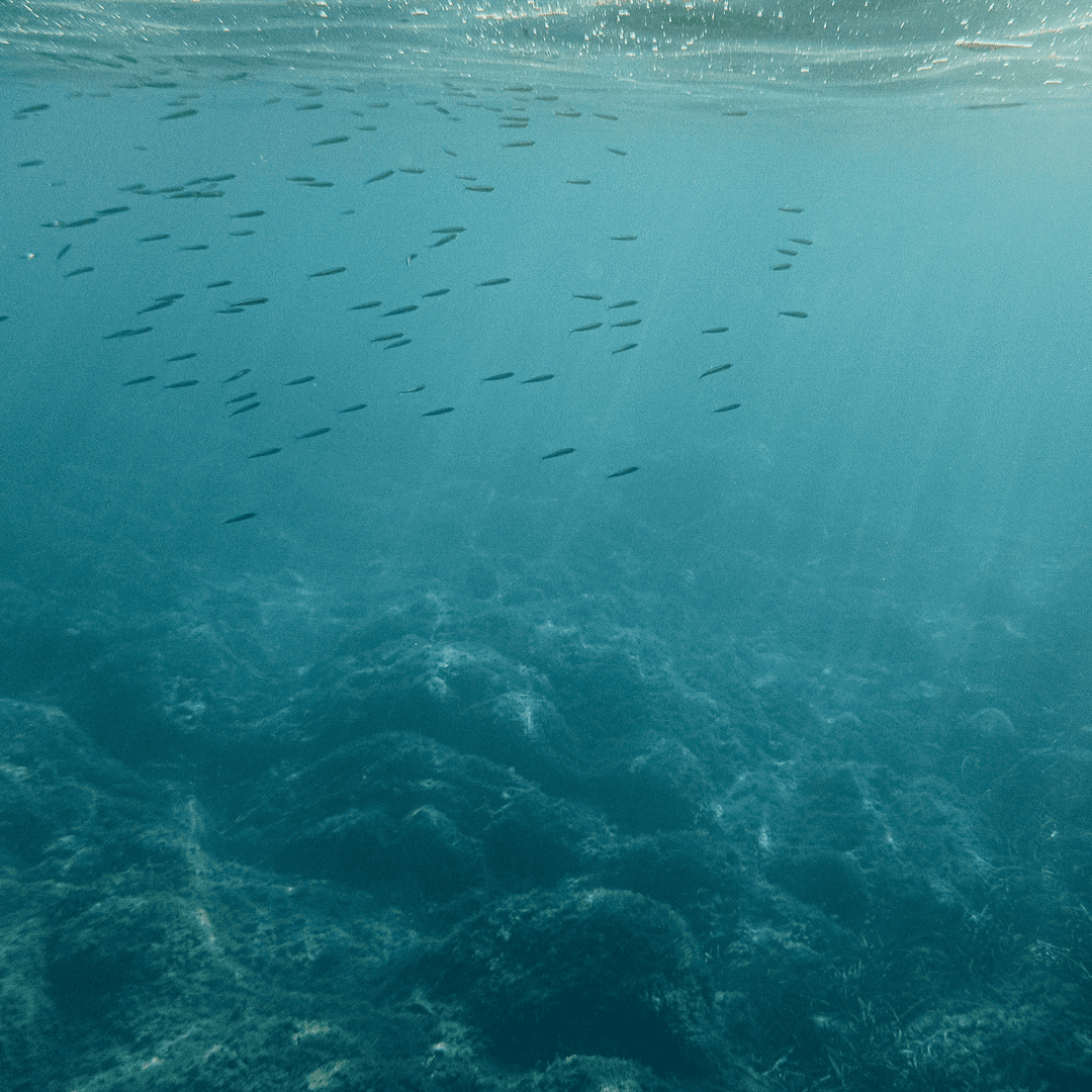 Oceané