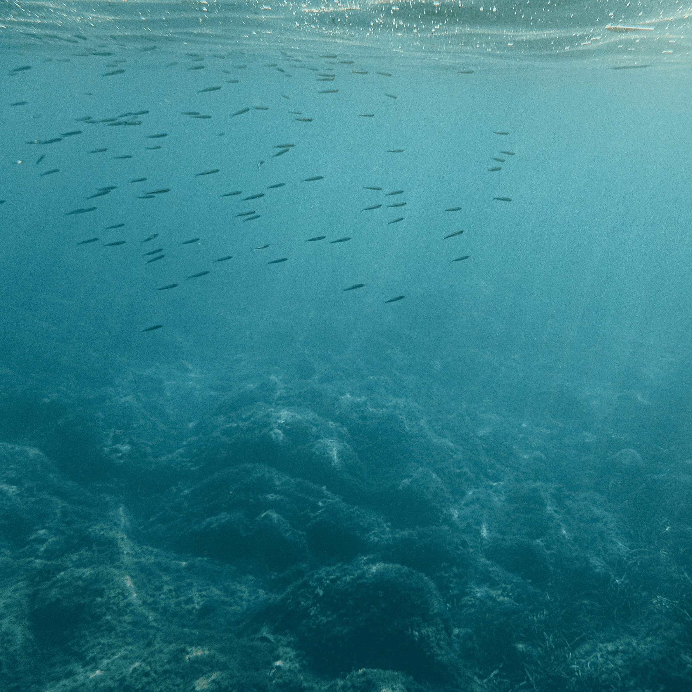 Oceané